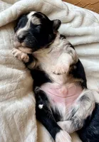 Slate , a male Toy Australian Shepherd and Miniature Aussiedoodle for sale in Spring Hill, FL – 2 of 10
