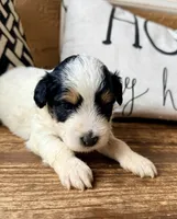 Shadow Toy , a male Toy Australian Shepherd and Miniature Aussiedoodle for sale in Spring Hill, FL – 2 of 10