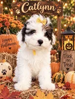 Catlynn Yellow, a female Miniature Bernedoodle and Miniature Goldendoodle for sale in Spring Hill, FL – 2 of 10