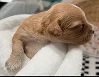 Ezra, a male Cavapoo for sale in Spring Hill, FL – 7 of 8