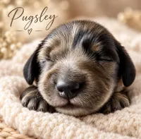 Pugsley, a male Miniature Dachshund for sale in Spring Hill, FL – 1 of 10