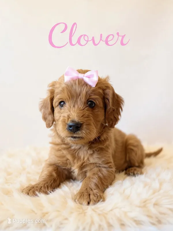Clover (dark pink) – Goldendoodle puppy for sale in Spring Hill, FL
