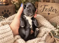 Fester , a male Miniature Dachshund for sale in Spring Hill, FL – 4 of 10