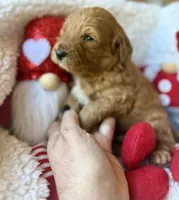 Red collar , a male Miniature Goldendoodle for sale in Port Richey, FL – Photo 5 of 10