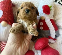 Red collar , a male Miniature Goldendoodle for sale in Port Richey, FL – Photo 7 of 10
