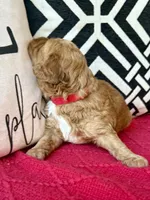 Red collar , a male Miniature Goldendoodle for sale in Port Richey, FL – Photo 1 of 10