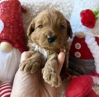 Red collar , a male Miniature Goldendoodle for sale in Port Richey, FL – Photo 6 of 10