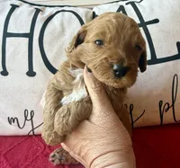 Red collar , a male Miniature Goldendoodle for sale in Port Richey, FL – Photo 2 of 10