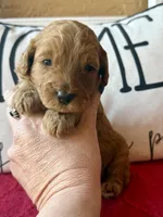 Red collar , a male Miniature Goldendoodle for sale in Port Richey, FL – Photo 3 of 10
