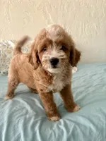 Hot dog, a male Miniature Goldendoodle for sale in Spring Hill, FL – 2 of 10