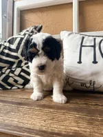 Orange collar , a female Poodle - Toy  and Miniature Bernedoodle for sale in Spring Hill, FL – 5 of 10