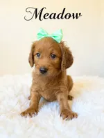 Meadow, a female Goldendoodle and Miniature Goldendoodle for sale in Spring Hill, FL – 1 of 10