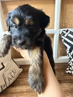 Lyra, a female Miniature Bernedoodle and Miniature Aussiedoodle for sale in Spring Hill, FL – 4 of 10