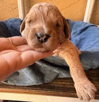 Teddy, a male Miniature Bernedoodle for sale in Spring Hill, FL – 5 of 10