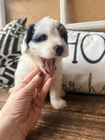 Gray collar, a female Miniature Bernedoodle and Miniature Goldendoodle for sale in Spring Hill, FL – 6 of 10
