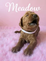 Meadow, a female Goldendoodle for sale in Port Richey, FL – 2 of 10