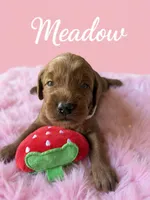 Meadow, a female Goldendoodle for sale in Port Richey, FL – 6 of 10
