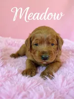 Meadow, a female Goldendoodle for sale in Port Richey, FL – 9 of 10