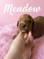 Meadow, a female Goldendoodle for sale in Port Richey, FL – 3 of 10
