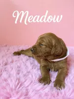 Meadow, a female Goldendoodle for sale in Port Richey, FL – 7 of 10