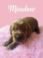 Meadow, a female Goldendoodle for sale in Port Richey, FL – 10 of 10
