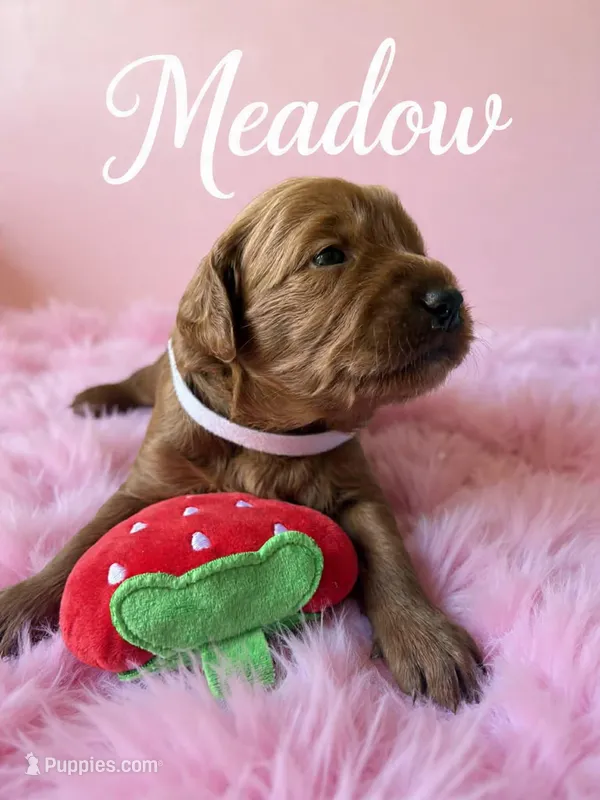 Meadow – Goldendoodle puppy for sale in Port Richey, FL