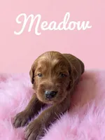 Meadow, a female Goldendoodle for sale in Port Richey, FL – 4 of 10