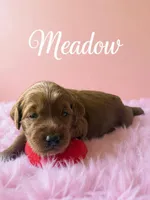 Meadow, a female Goldendoodle for sale in Port Richey, FL – 8 of 10