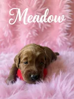 Meadow, a female Goldendoodle for sale in Port Richey, FL – 5 of 10