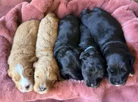 Jackson, a male Miniature Bernedoodle for sale in Spring Hill, FL – 8 of 10