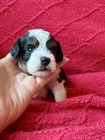 processed/4699521c-22d2-4a74-bf1a-62848d91c4e2/listing/975d194b-f111-42e8-bfed-9cab9110b735/2a46f768-f77d-4d83-b4ce-1f764f5c492b