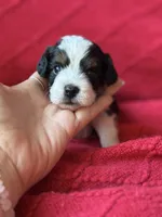 processed/4699521c-22d2-4a74-bf1a-62848d91c4e2/listing/975d194b-f111-42e8-bfed-9cab9110b735/4835f650-1162-4ff1-b7ee-0846cc08250b