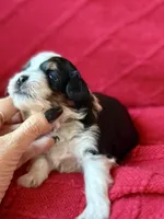 processed/4699521c-22d2-4a74-bf1a-62848d91c4e2/listing/975d194b-f111-42e8-bfed-9cab9110b735/4ee3bf4e-642e-41a3-a6bb-cf203c7b56aa