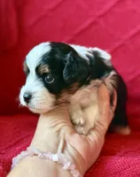 processed/4699521c-22d2-4a74-bf1a-62848d91c4e2/listing/975d194b-f111-42e8-bfed-9cab9110b735/ad7c1f11-62a2-4406-a3f8-dffddfaa8d37