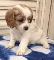 Emmett (Tiny) , a male Cavapoo for sale in Spring Hill, FL – 3 of 10