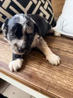 Slate Toy, a male Toy Australian Shepherd and Miniature Aussiedoodle for sale in Spring Hill, FL – 6 of 10