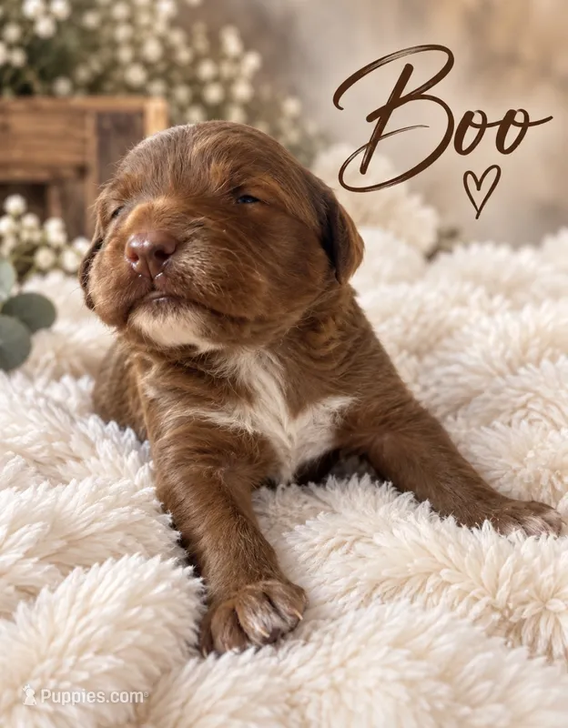 Boo – Miniature Goldendoodle puppy for sale in Spring Hill, FL