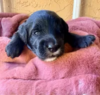 Lincoln, a male Miniature Bernedoodle for sale in Spring Hill, FL – 5 of 10