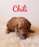 Mico Mini chili, a male Miniature Goldendoodle for sale in Spring Hill, FL – 5 of 10