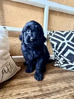 Raven , a female Miniature Bernedoodle and Miniature Aussiedoodle for sale in Spring Hill, FL – 8 of 9