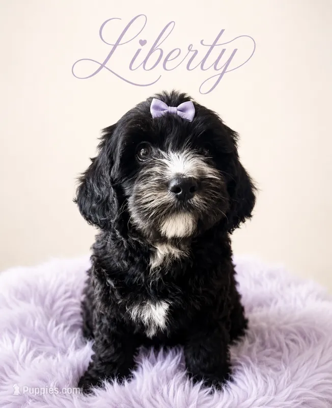 Liberty – Miniature Bernedoodle puppy for sale in Spring Hill, FL
