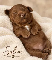 Salem , a female Miniature Goldendoodle for sale in Spring Hill, FL – 7 of 10