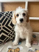 Marlin, a male Cockapoo and Cocker Spaniel for sale in Spring Hill, FL – 5 of 8