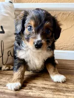 Sable. (Toy)/tiny), a female Toy Australian Shepherd and Miniature Aussiedoodle for sale in Spring Hill, FL – 6 of 10