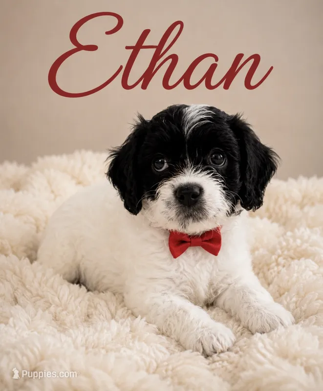 Ethan  – Cavapoo puppy for sale in Spring Hill, FL