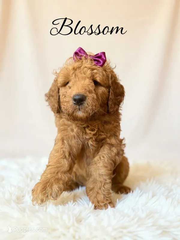 Blossom  – Goldendoodle puppy for sale in Spring Hill, FL