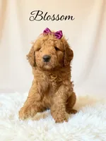 Blossom , a female Goldendoodle for sale in Spring Hill, FL – 1 of 10