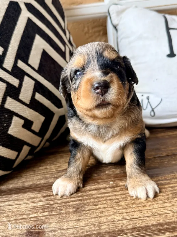 Sterling Toy  – Toy Australian Shepherd, Miniature Aussiedoodle puppy for sale in Spring Hill, FL