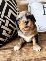 Sterling Toy , a male Toy Australian Shepherd and Miniature Aussiedoodle for sale in Spring Hill, FL – 1 of 10
