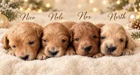North, a male Miniature Goldendoodle for sale in Spring Hill, FL – 2 of 2